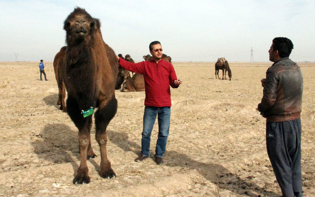 دیه با شتر